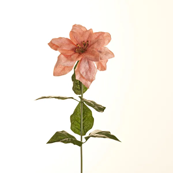 Vetvička poinsettie