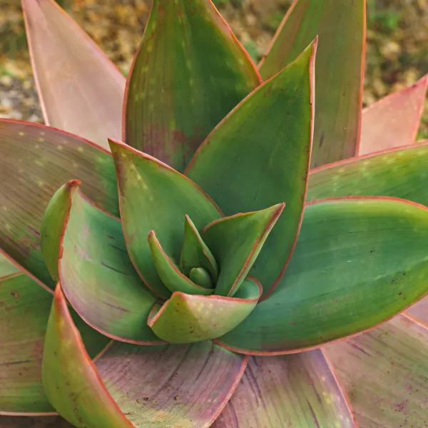 Koralová Aloe