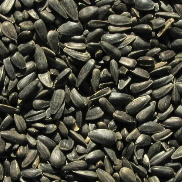 Slnečnica čierna 1 kg