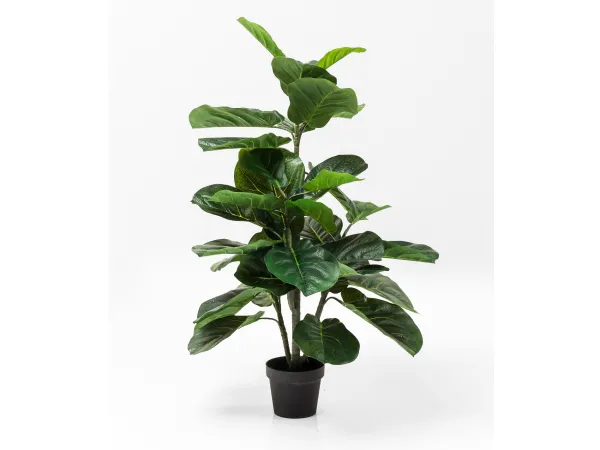 Fikus dekoratívna rastlina 120 cm