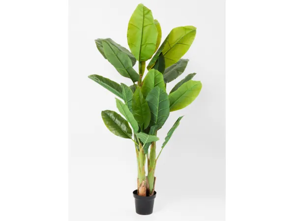 Banana dekoratívna rastlina 180 cm